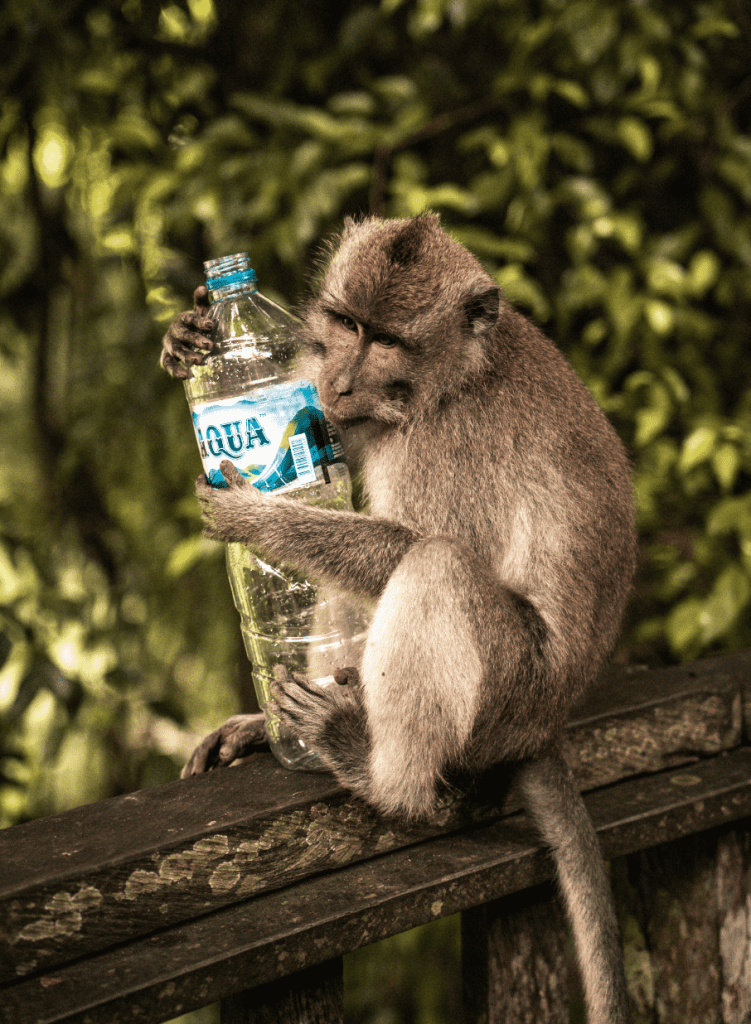Monkey holding a plastic water bottle in Bali