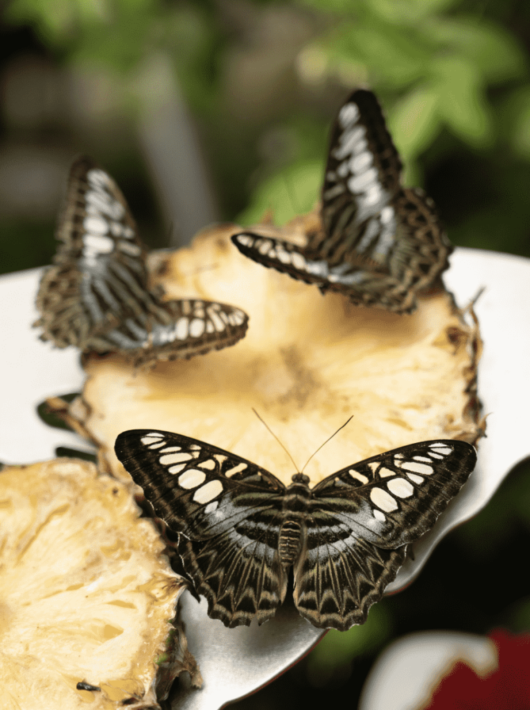 The butterfly garden in Changi is a must-see on any Singapore itinerary