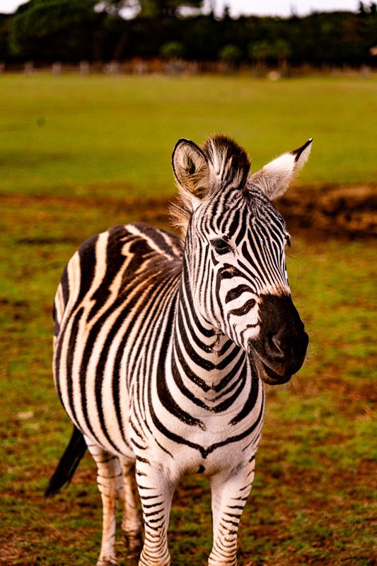 A zebra standing in a field at the Brijuni Safari Park