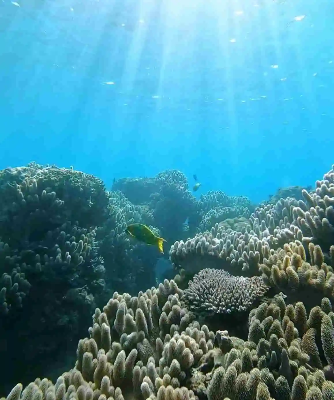Sunlight filtering through the ocean with a vibrant coral reef and tropical fish