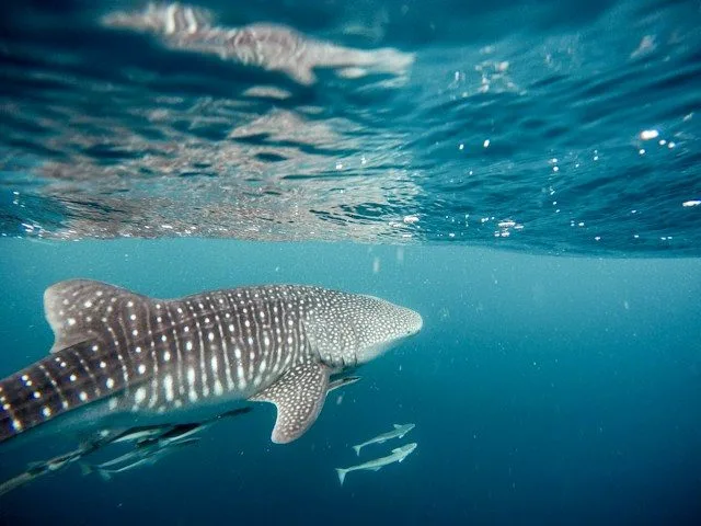 Whale shark and other fish swimming below the surface