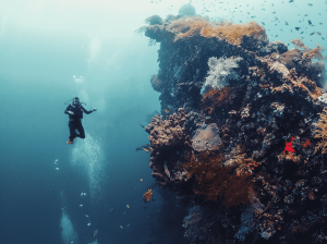 Woman scuba diving next to a coral reef at the Liberty Wreck in Bali