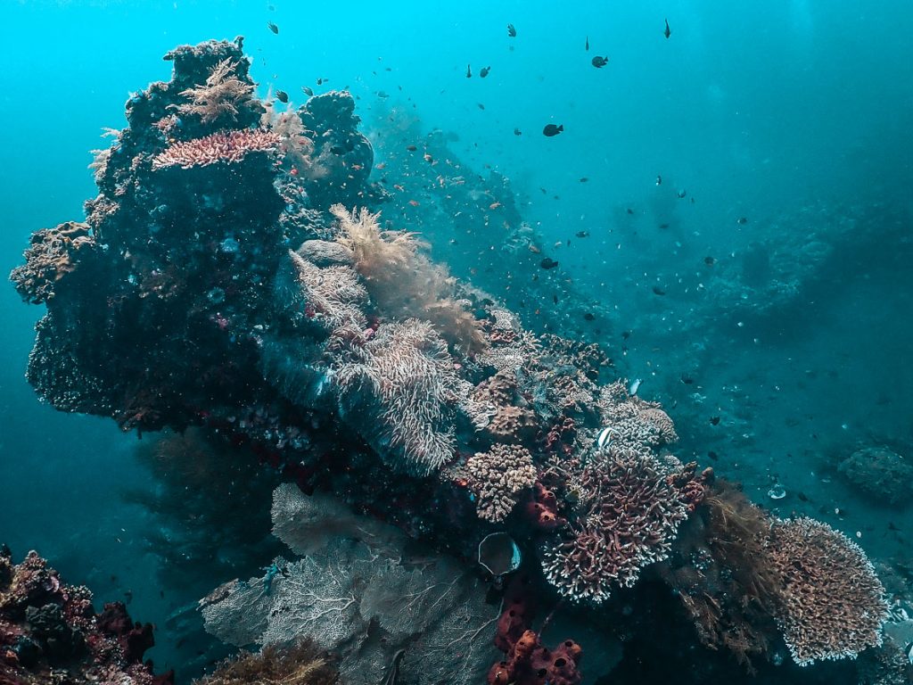 Side view of a coral reef that has taken over a sunken ship wreck