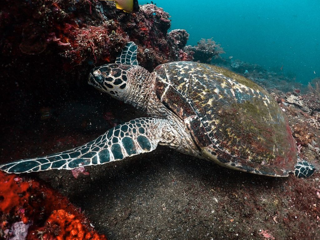 Green sea turtle eating from a coral reef in Thailand