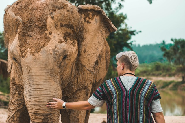 Asian elephant with a man reaching his hand out to touch the elephant's trunk at an ethical animal sanctuary